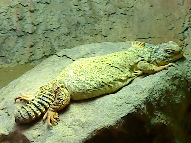 Red Niger Uromastyx (Uromastyx geyri) with red and orange coloring