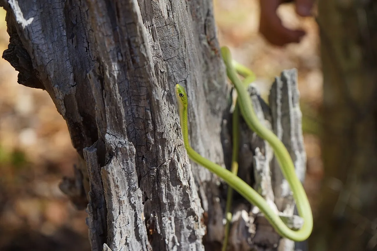Slender bright green rough green snake climbing a weathered wooden stump