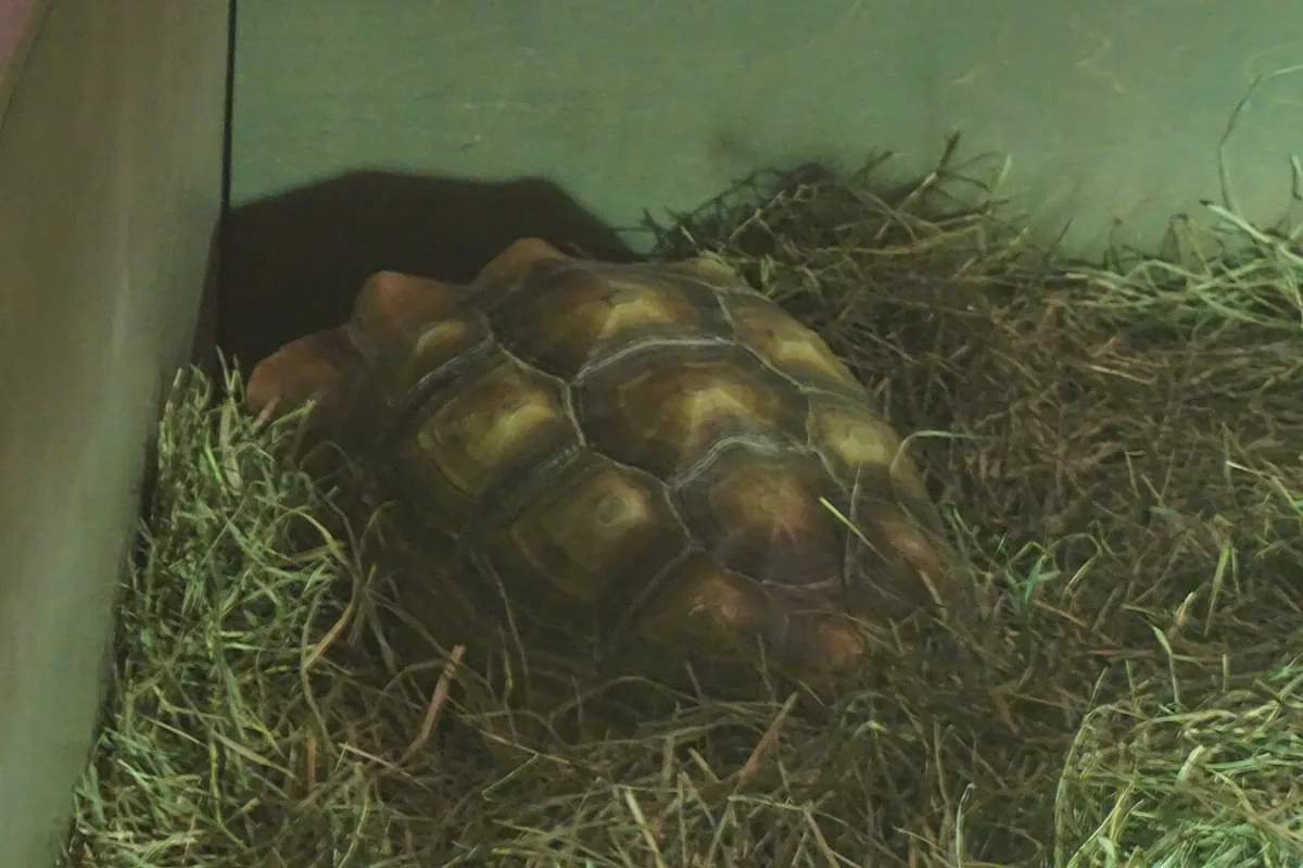 sulcata tortoise