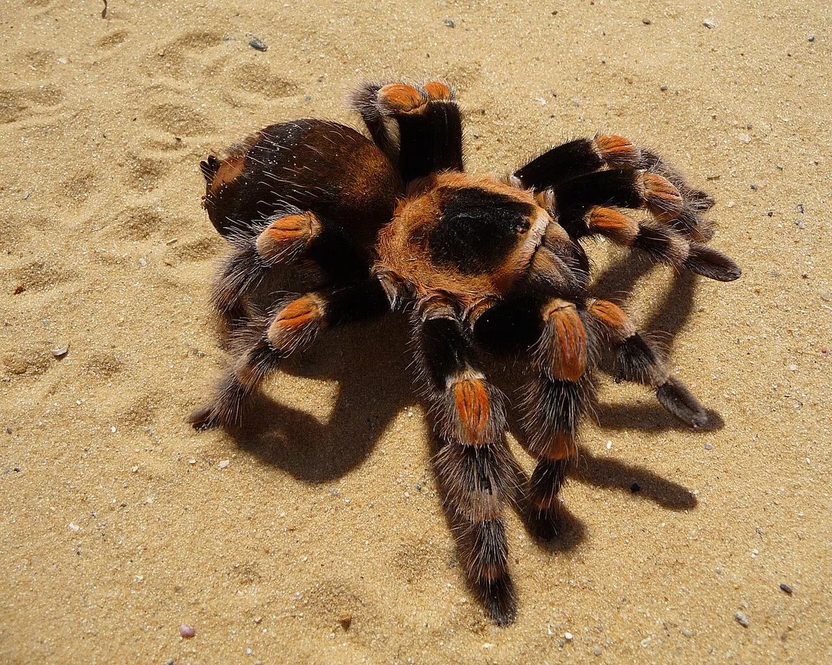 Adult Mexican redknee tarantula with orange-banded legs