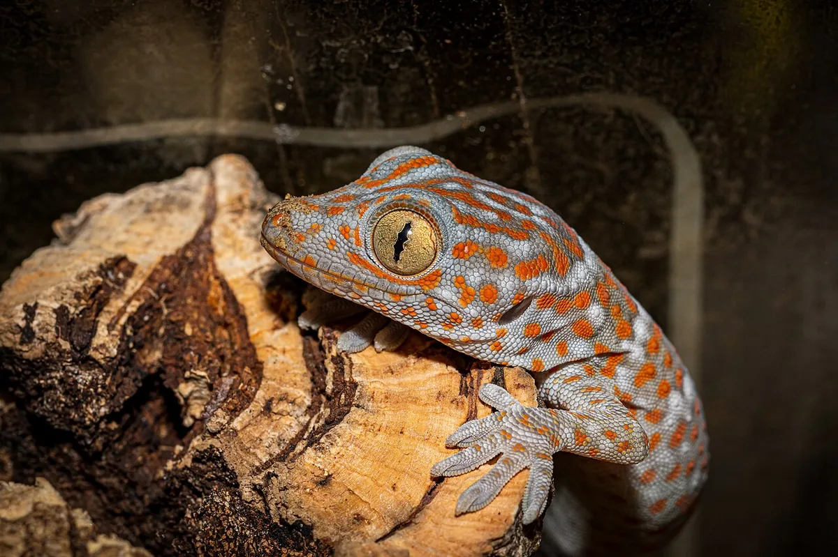 Gekko gecko