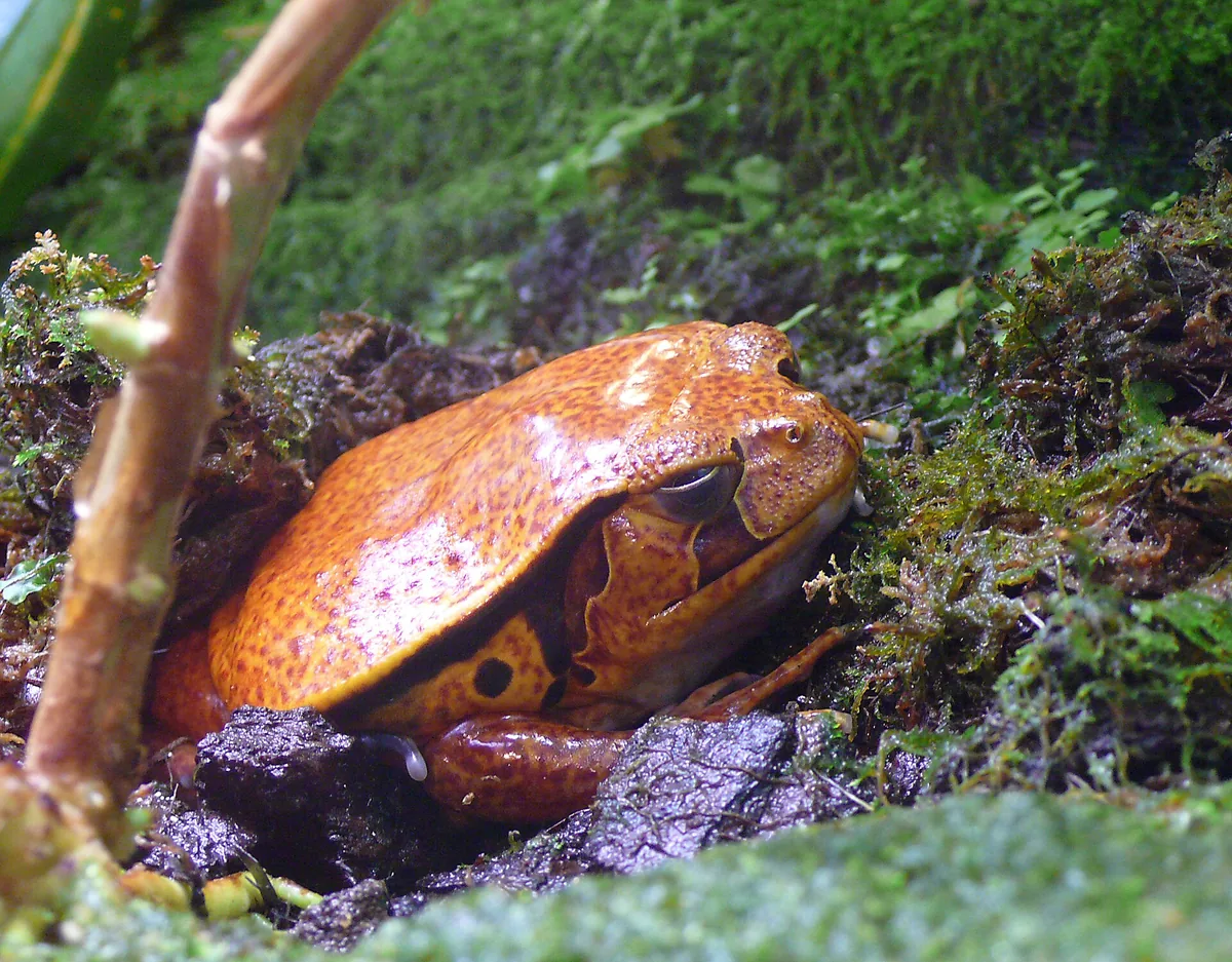 Bright orange tomato frog sitting in damp moss, body rounded and partly settled into the substrate