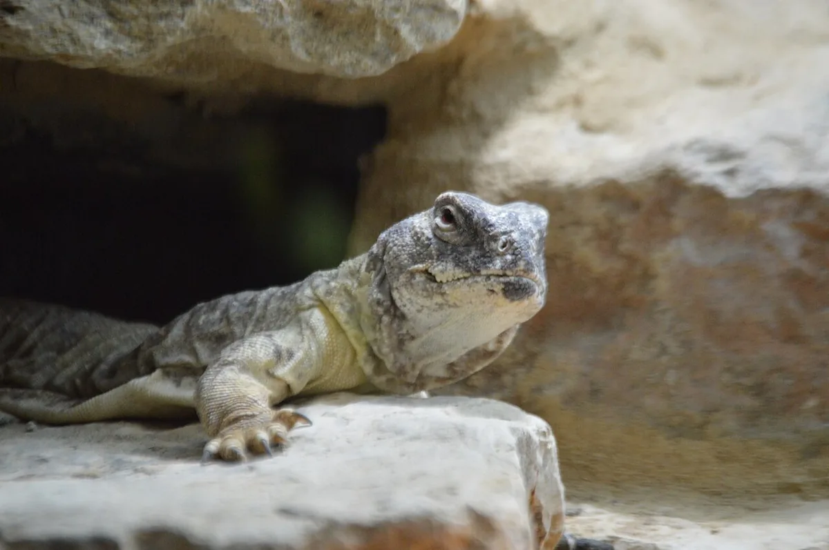 uromastyx