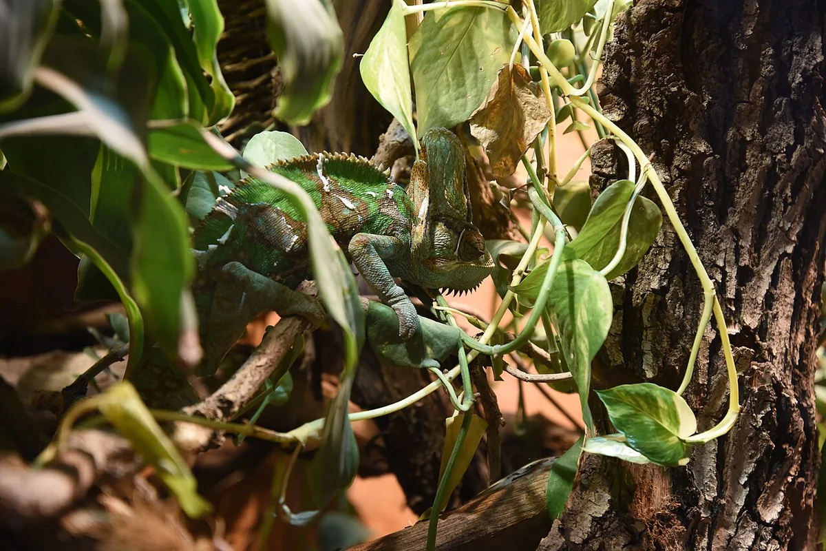 veiled chameleon