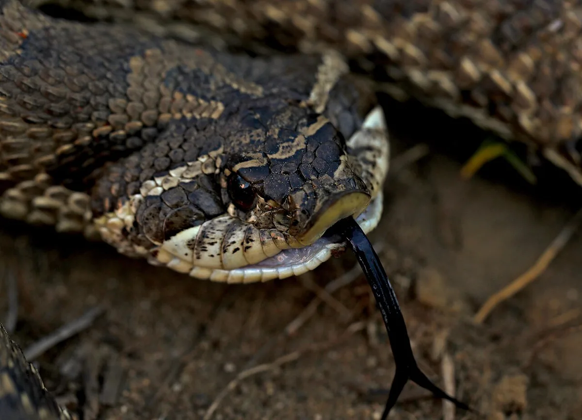 Heterodon nasicus