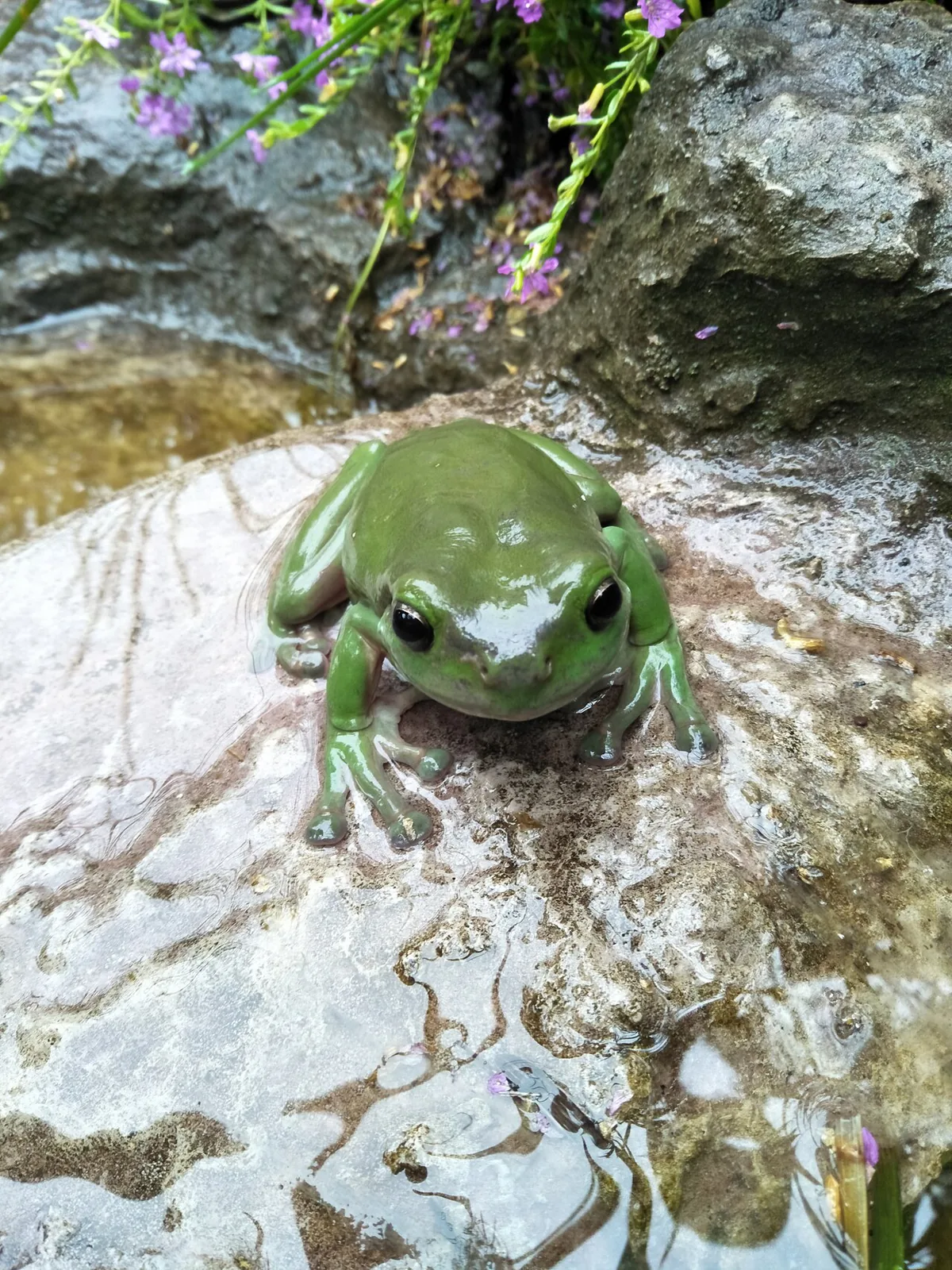 whites tree frog