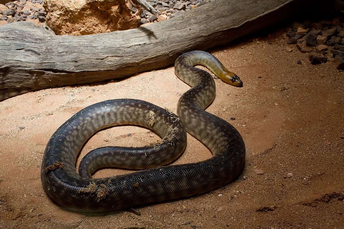 Woma python coiled on red desert sand, showing banded body and pale head